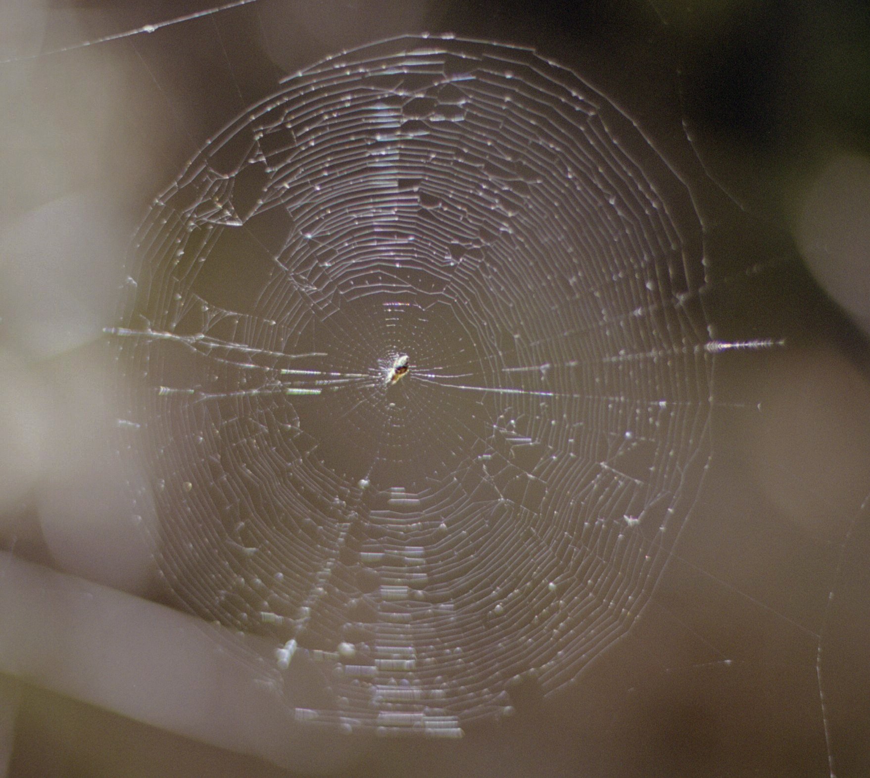 pack-monadnock_spider-web