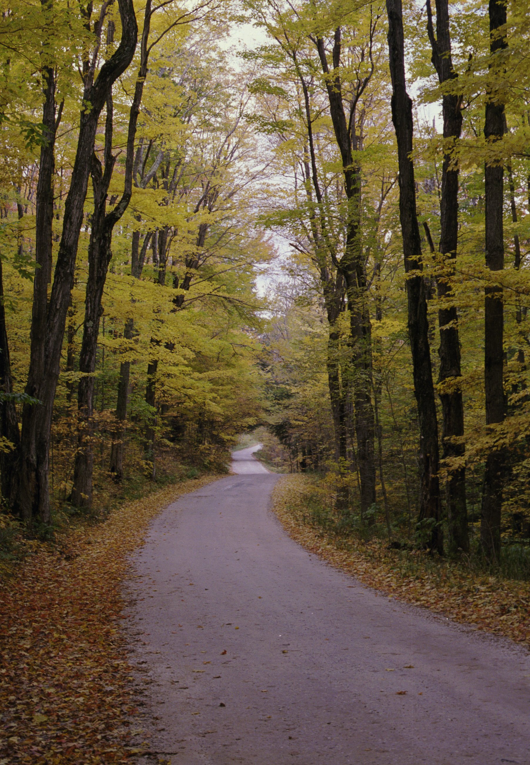 ne-foliage_windsor-jambs-24