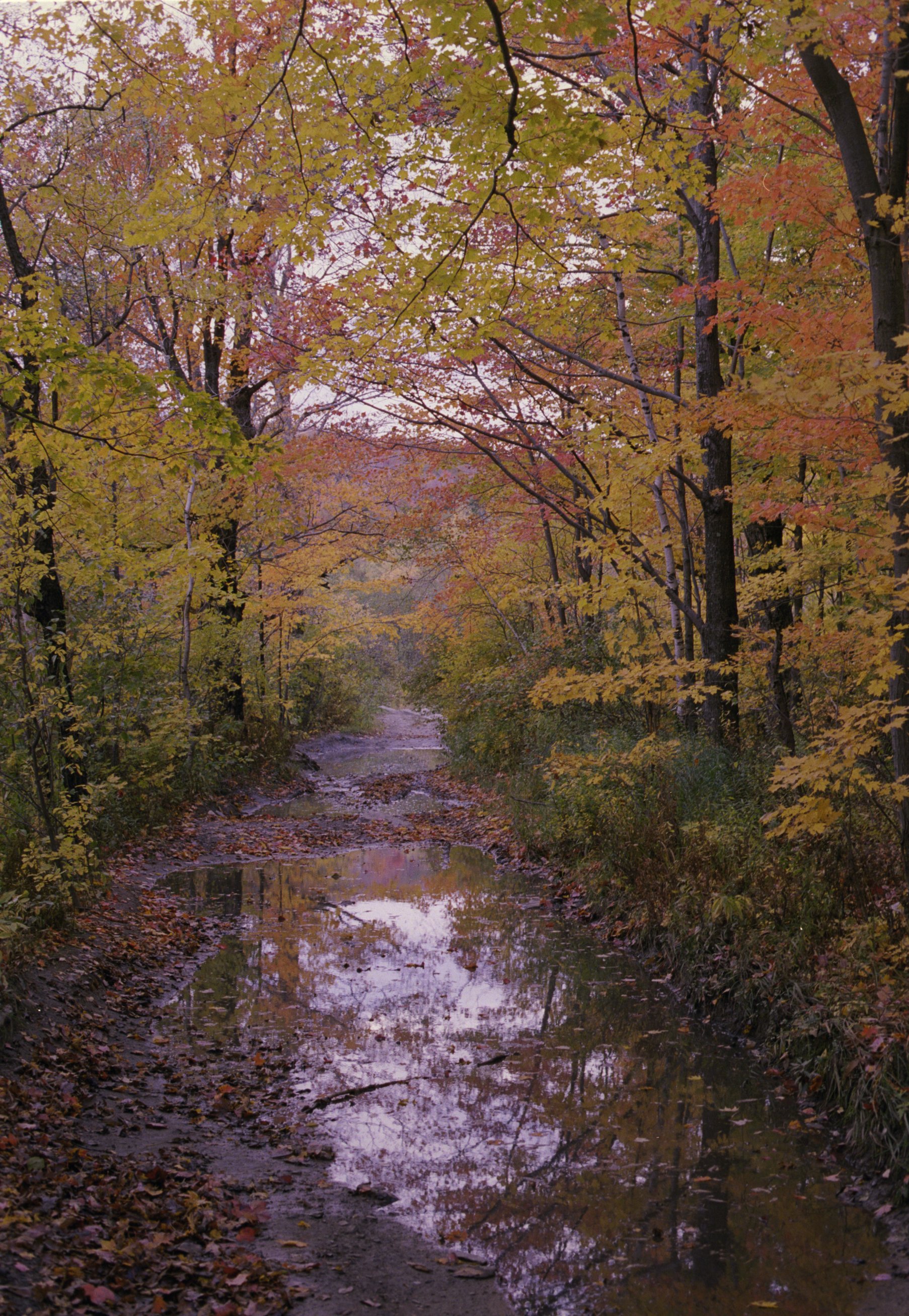 ne-foliage_windsor-jambs-08