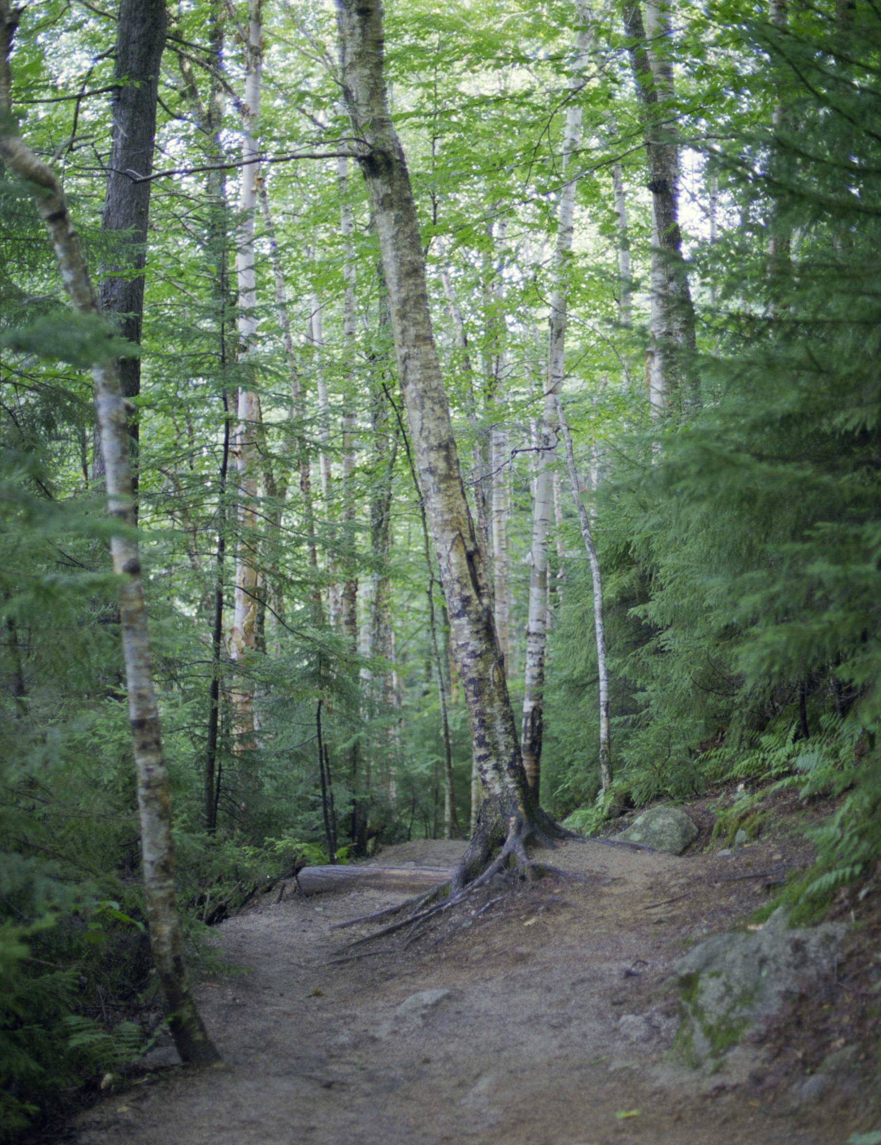 lonesome-lake_trail-aspens