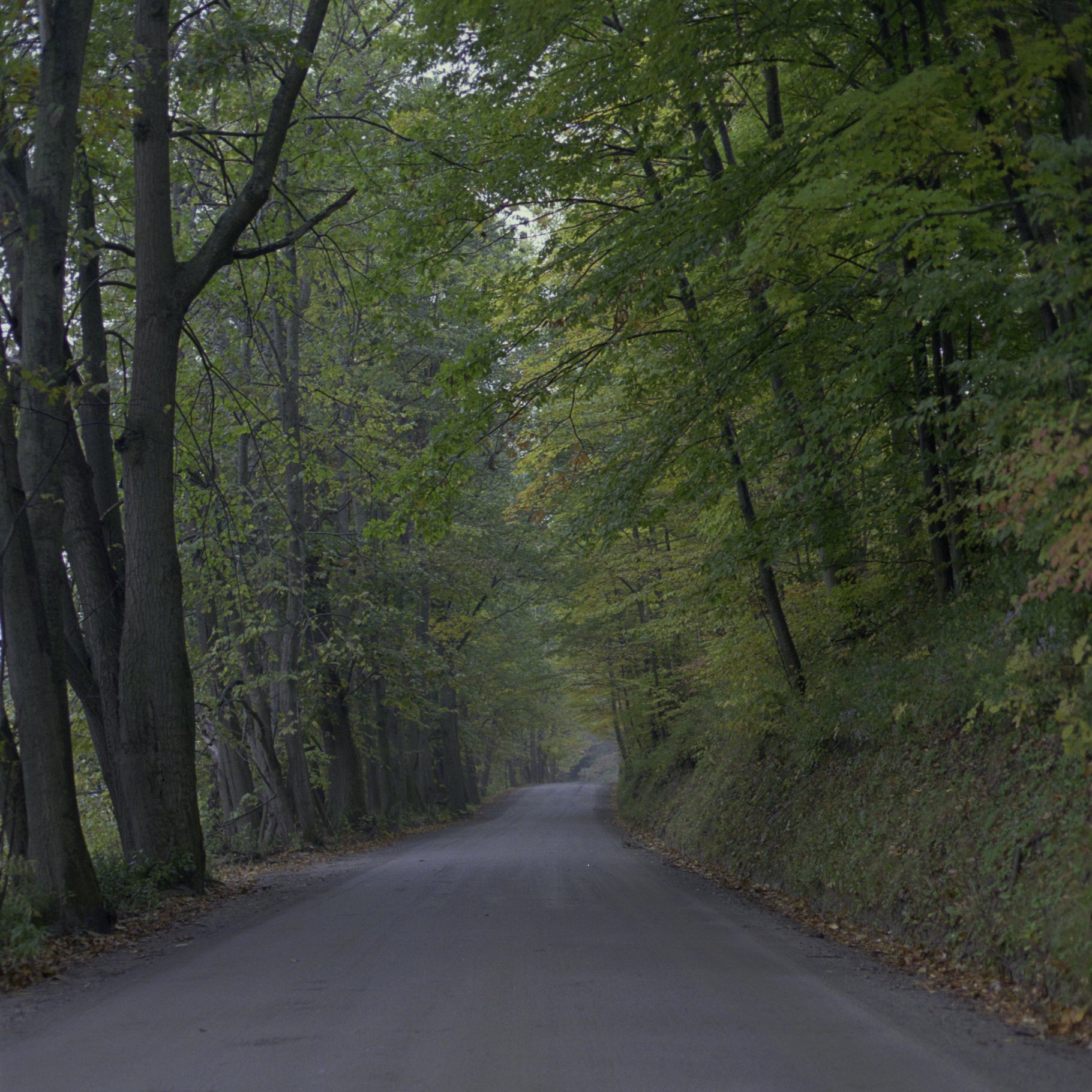 ne-foliage_eastern-nh-04