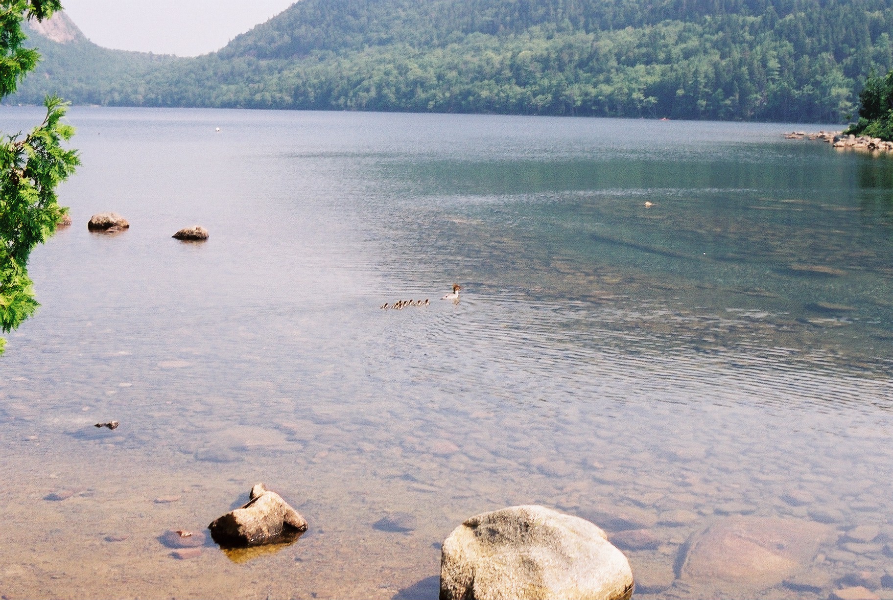 acadia_jordan-ducks-1