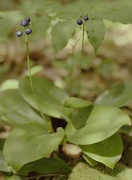 pack-monadnock_blue-wildflower-1