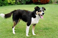 ireland-minnocks_farmhouse_dog