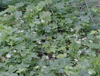 pack-monadnock_white-flowers