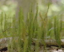 pack-monadnock_evergreen-seedlings