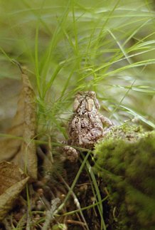 pack-monadnock_little-toad