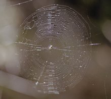 pack-monadnock_spider-web