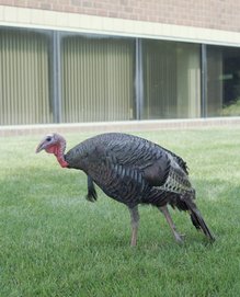 miscellaneous_cadence-turkey-1