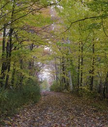 ne-foliage_windsor-jambs-07