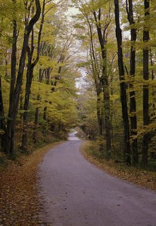 ne-foliage_windsor-jambs-24