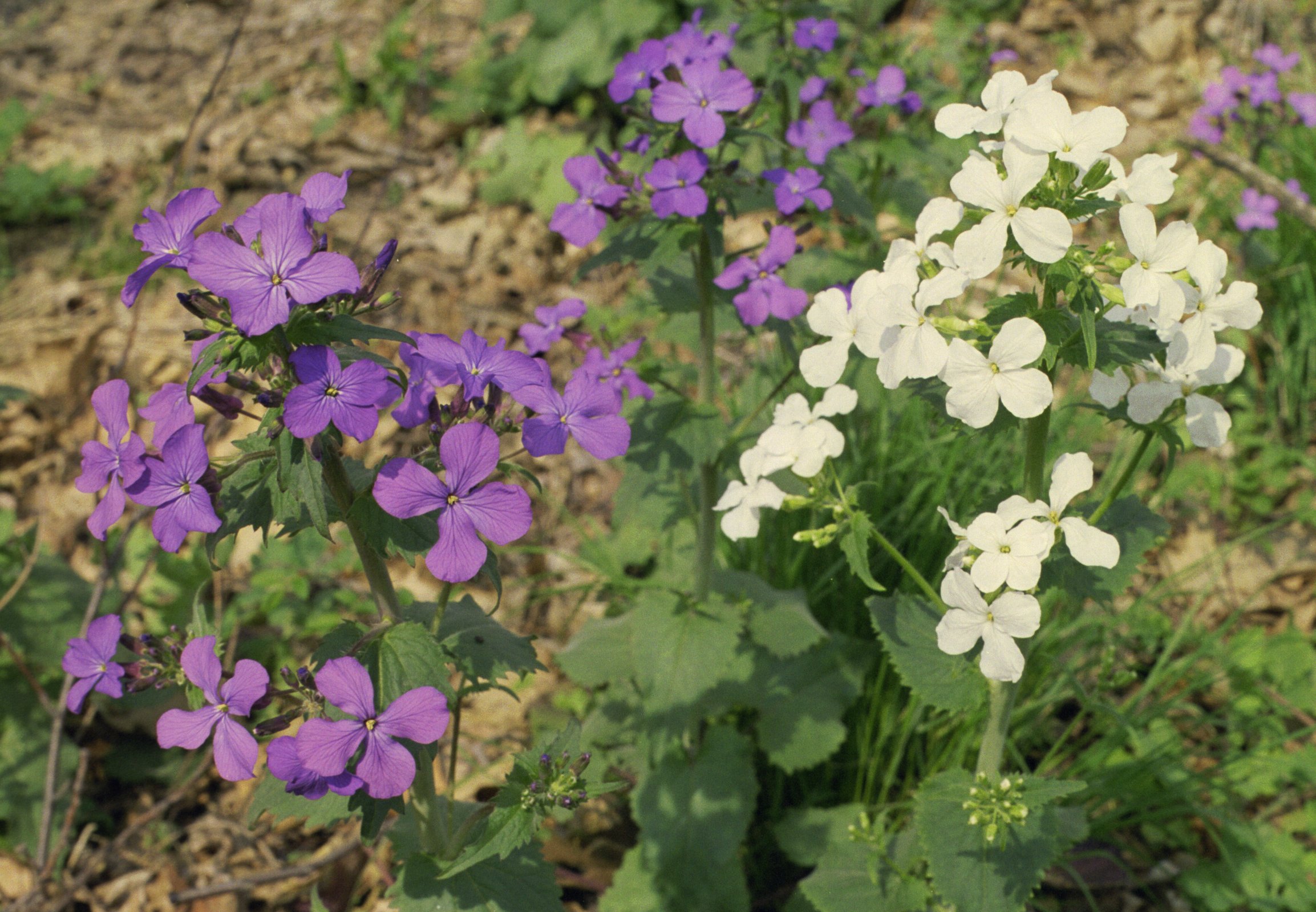 flowers_flowers-1