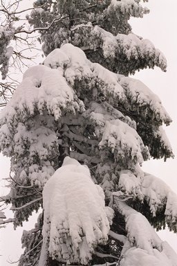 blizzard01_pine-tree