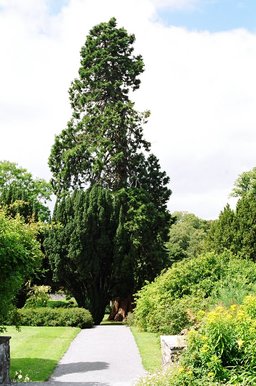 ireland-birr_castle_gardens_bigtree