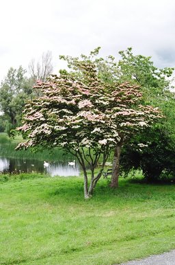 ireland-birr_castle_tree_swans