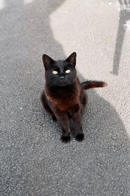 ireland-swallows_rest_neighbor_cat