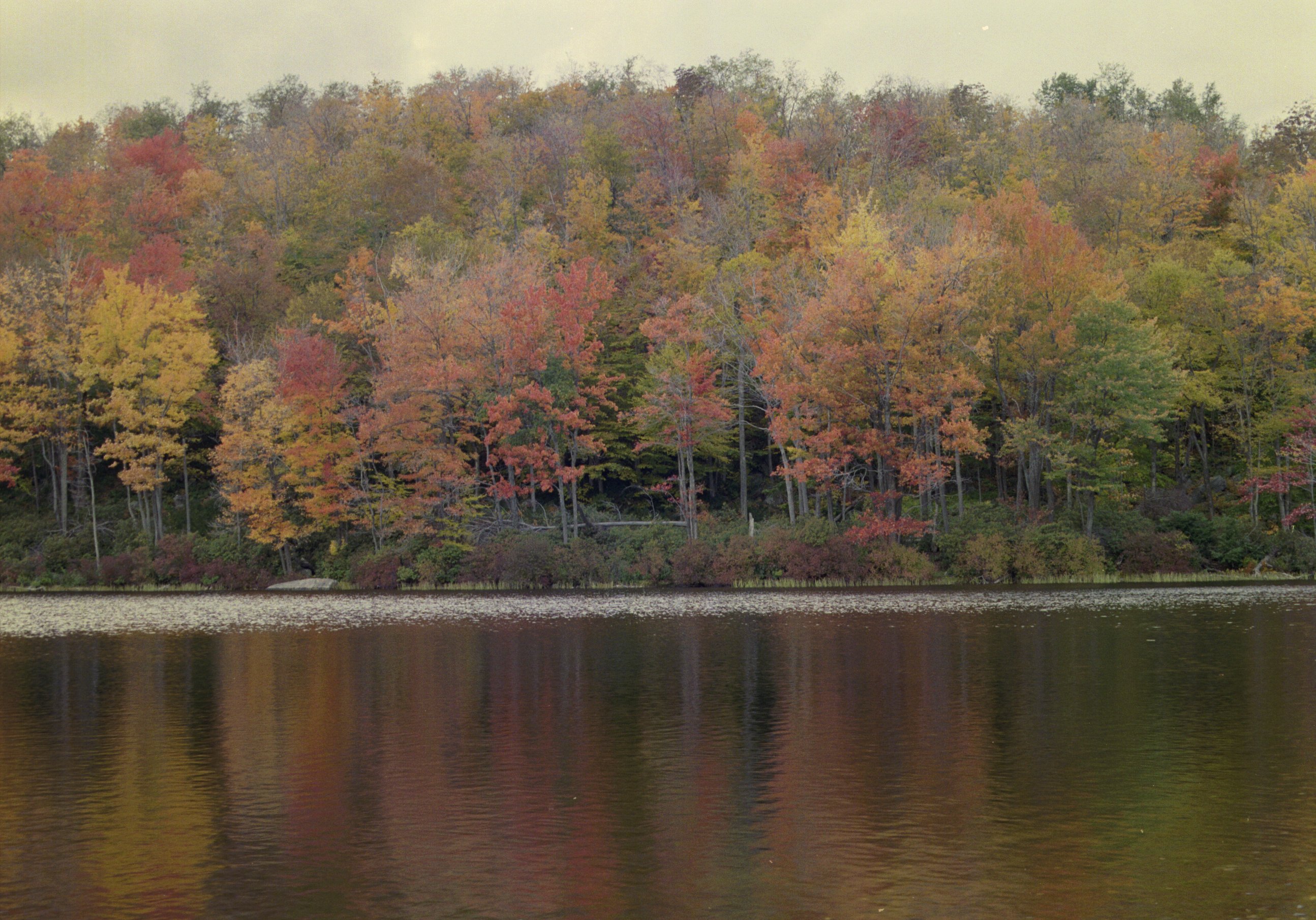 ne-foliage_windsor-jambs-06