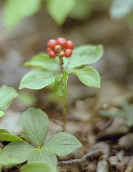 pack-monadnock_red-berries