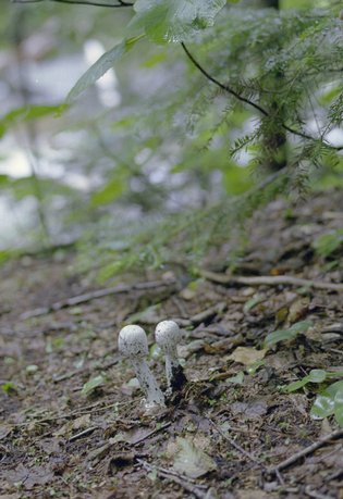 lonesome-lake_toadstools