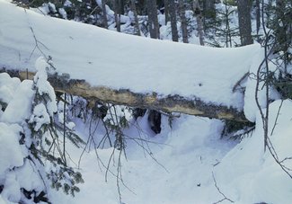lonesome-lake_snow-on-log