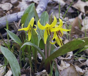 flowers_trout-lillies-1