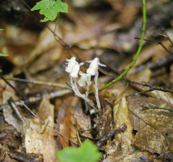 lonesome-lake_indian-pipe