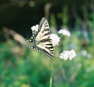 acadia_butterfly-2