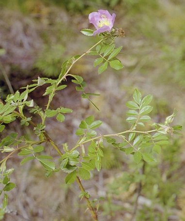 pack-monadnock_rose-2