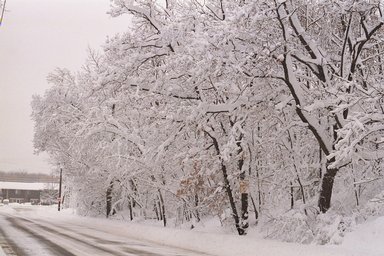 blizzard01_trees-road