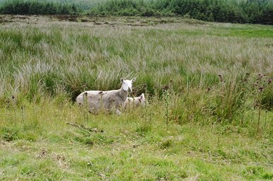 ireland-sheep_leaving_glendalough