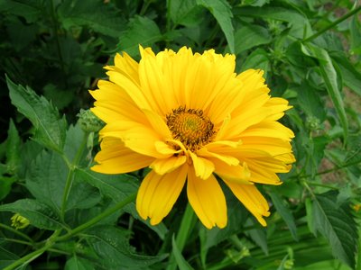 wedding-closeup_flower4