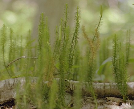pack-monadnock_evergreen-seedlings