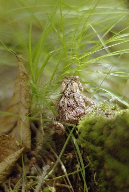 pack-monadnock_little-toad