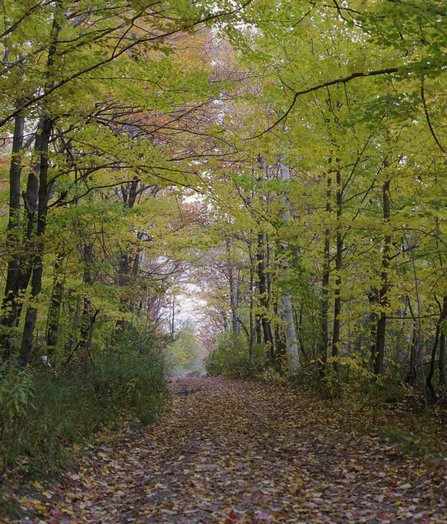 ne-foliage_windsor-jambs-07