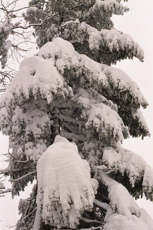 blizzard01_pine-tree