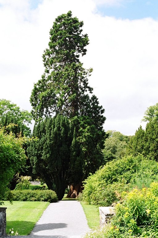 ireland-birr_castle_gardens_bigtree