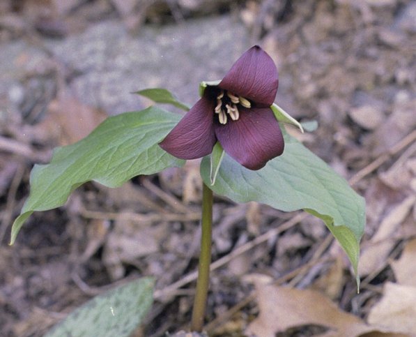 flowers_trillium-2