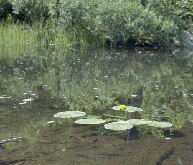 lonesome-lake_water-lily