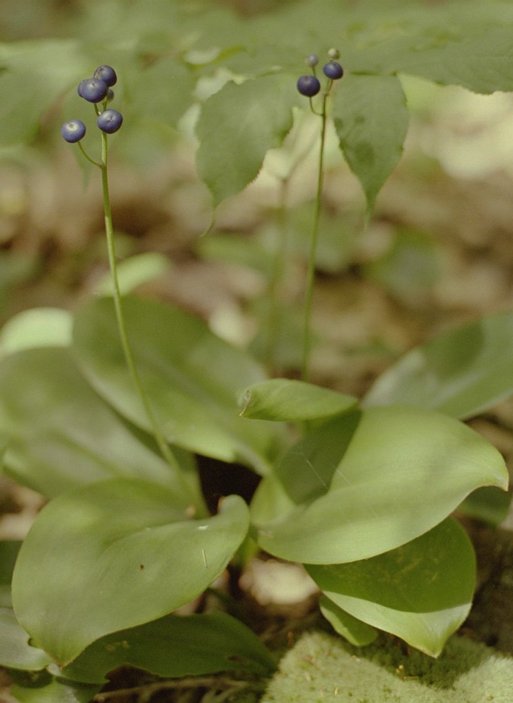 pack-monadnock_blue-wildflower-1
