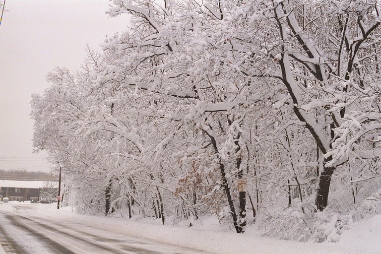 blizzard01_trees-road