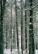 blizzard01_forest-horiz-branches