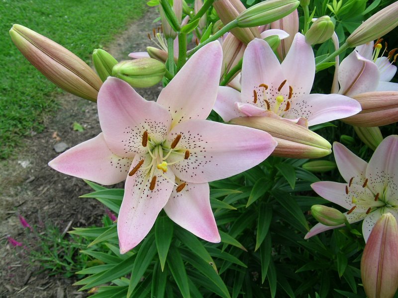 wedding-closeup_flower1