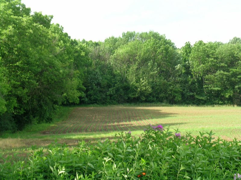 wedding-scenes_north_field