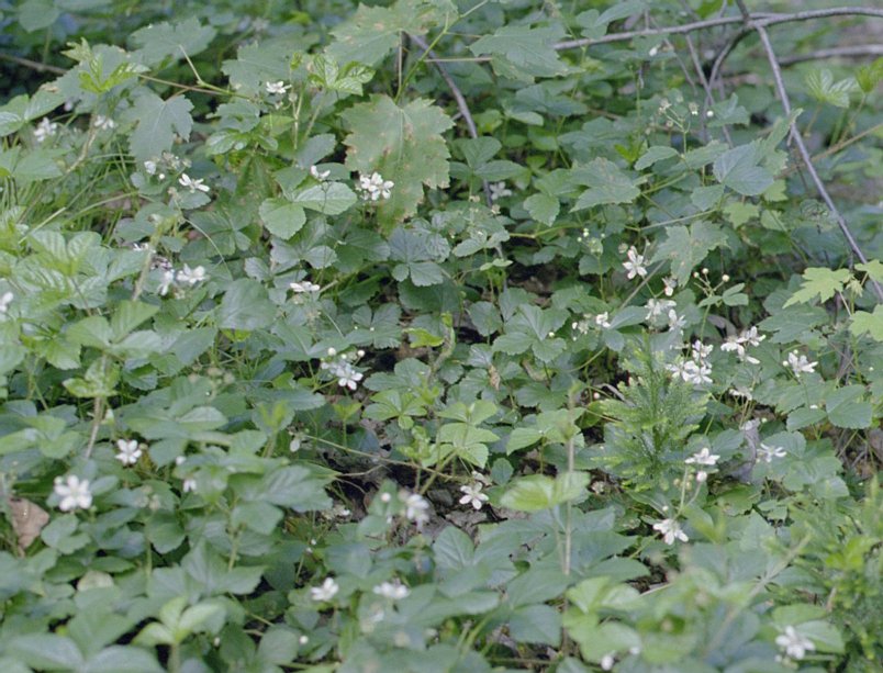 pack-monadnock_white-flowers