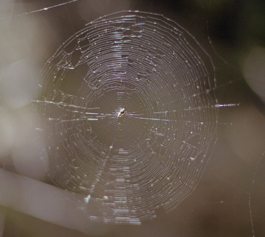 pack-monadnock_spider-web