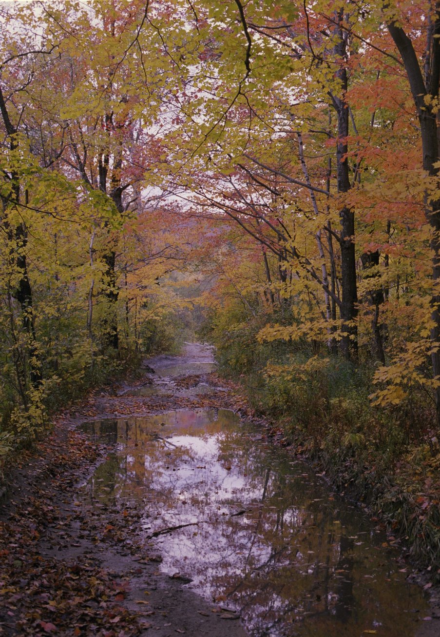 ne-foliage_windsor-jambs-08