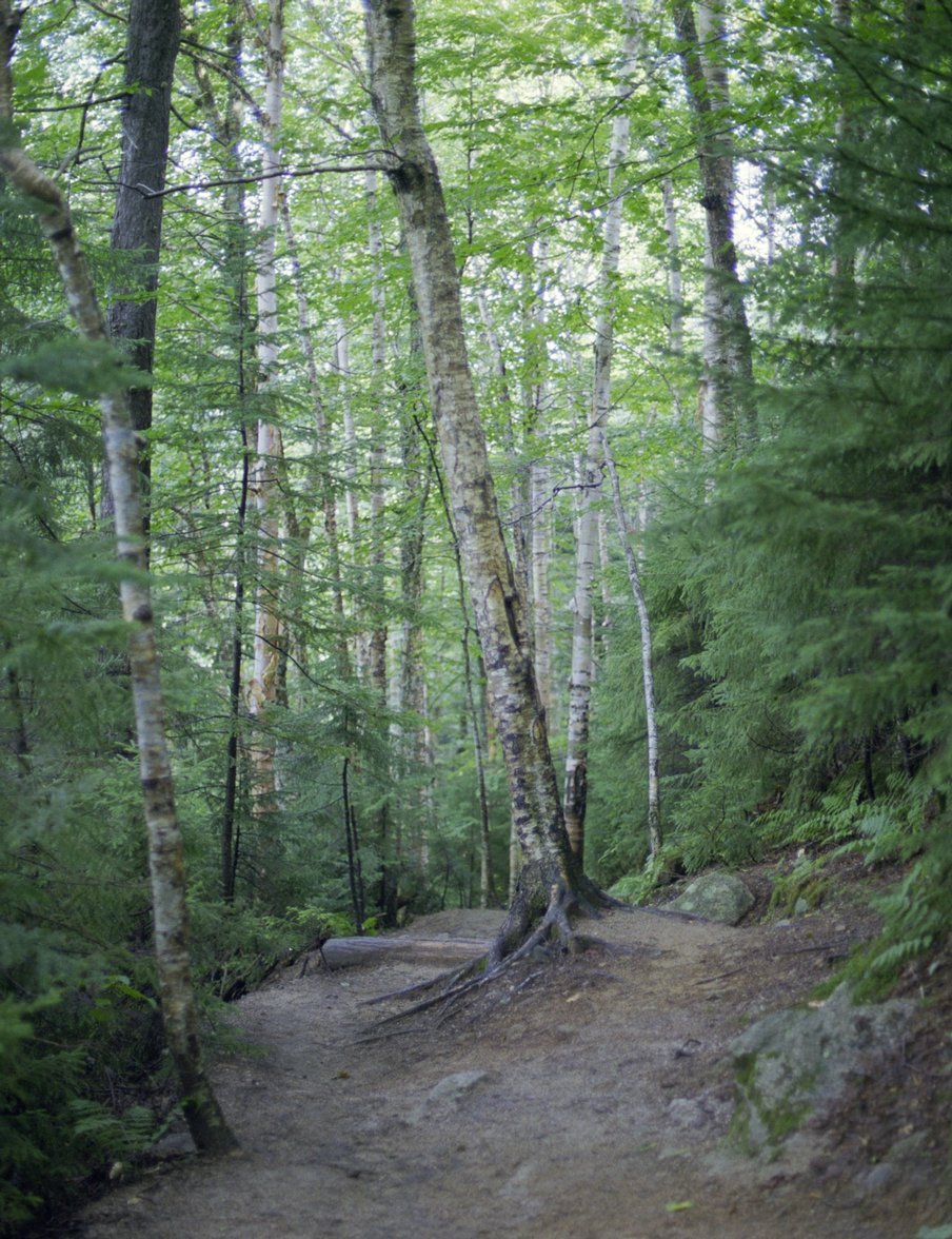 lonesome-lake_trail-aspens