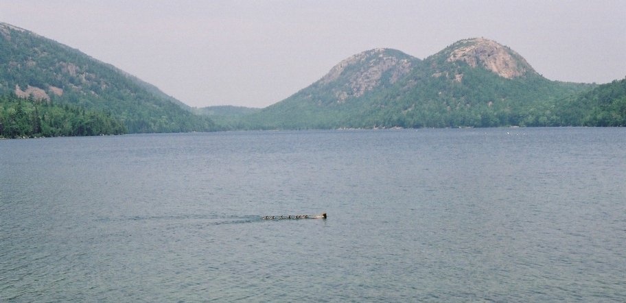 acadia_jordan-ducks-bubbles-1